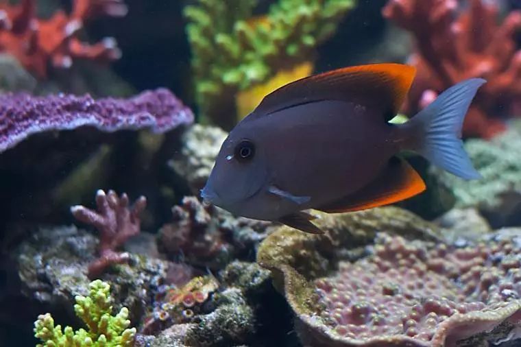 海底小百科的视频,海水小百科紫月神仙鱼