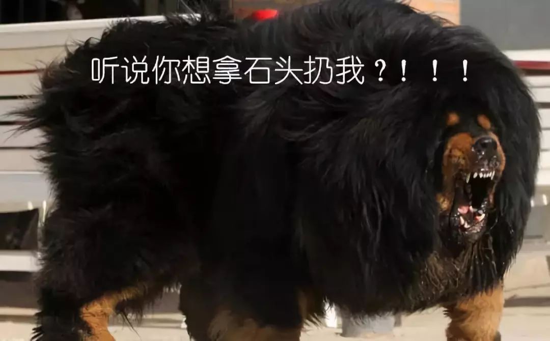 骑车被狗追了应该怎么办,骑行被狗追着咬怎么处理