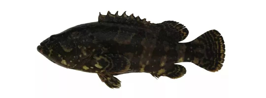 不认识这些海鲜，还敢说吃遍三亚？“三亚发布”能查海鲜限价哦～