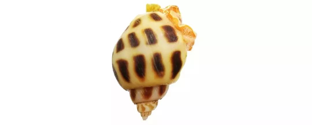 不认识这些海鲜，还敢说吃遍三亚？“三亚发布”能查海鲜限价哦～