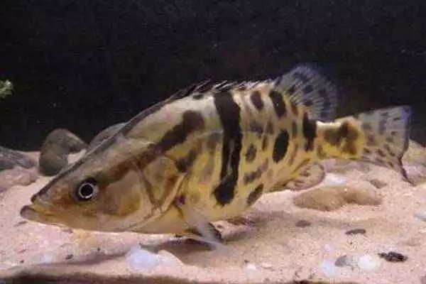 被刺扎到手,被扎一刀预示什么