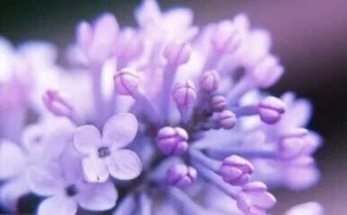 88元两瓶的大牌香水,有没有400块钱的大牌香水