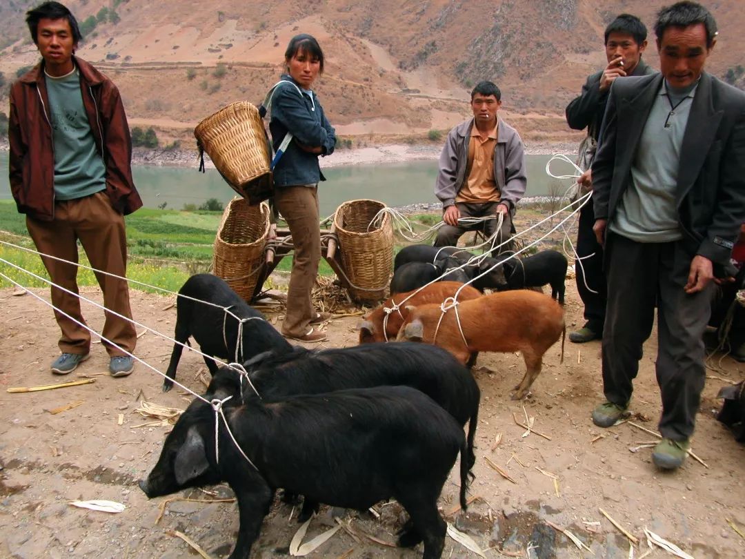 云南火腿分布图,云南火腿室内图片