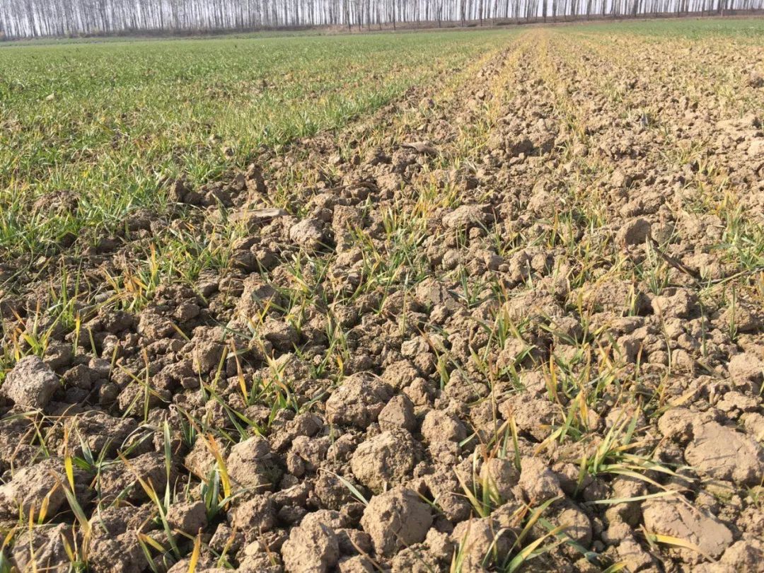 小麦最近发黄是什么原因造成,多地小麦出现发黄枯死现象