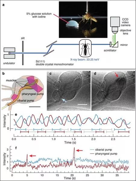 蚊子是怎么出现的科学原理,蚊子十大鲜为人知的科学事实