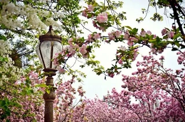 青岛八大关枫叶,青岛听劝版攻略