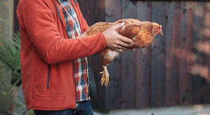 鸡头上装摄像头拍摄,鸡头摄像头拍摄视频