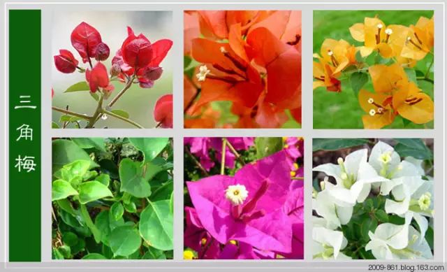 最全花品种,史上最简单的十种花