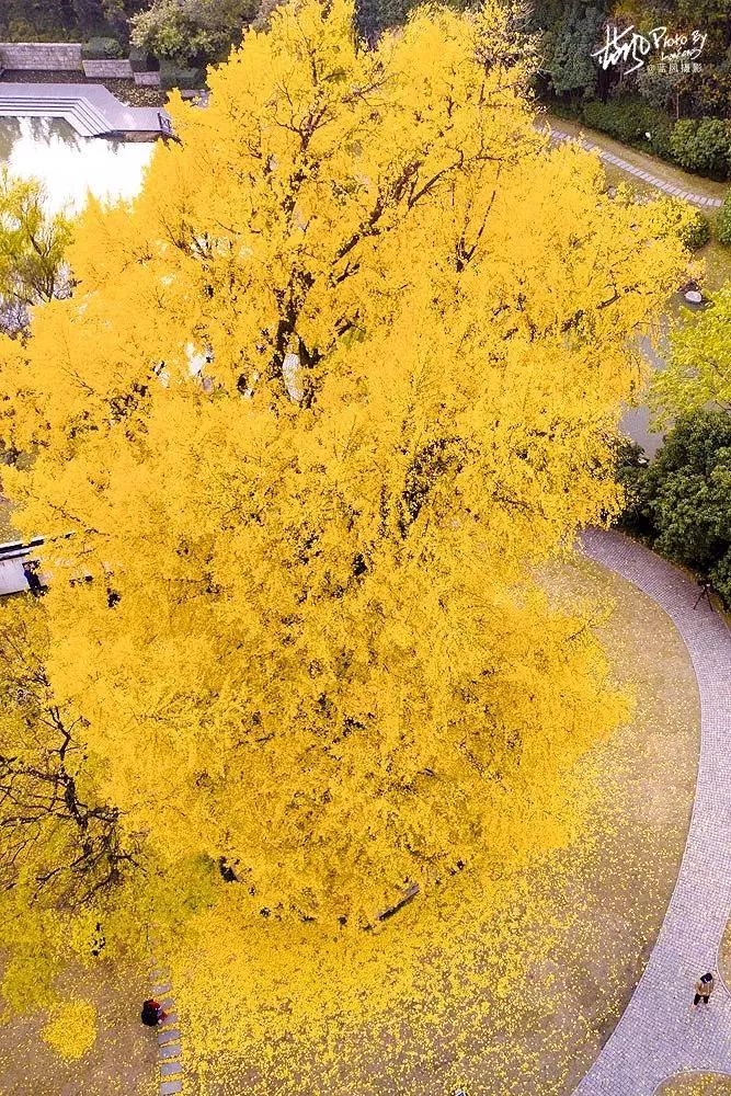 「收藏」不能错过的小美好！上海12个月行走指南来啦