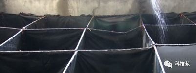 养2万只石蛙投资多少,养石蛙一亩一年能赚多少