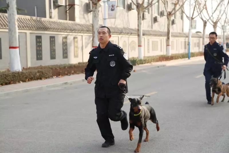 德州警犬训练视频,带大家认识警犬养成记