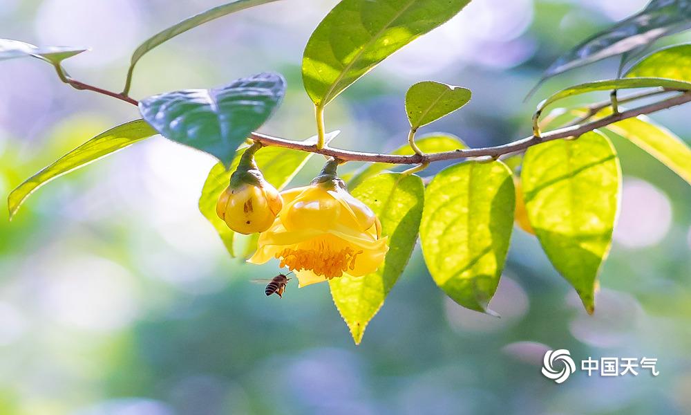 金花茶盛开,钦州茶花皇后金花茶