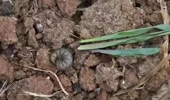 农作物害虫大全及防治,蔬菜害虫图片大全集