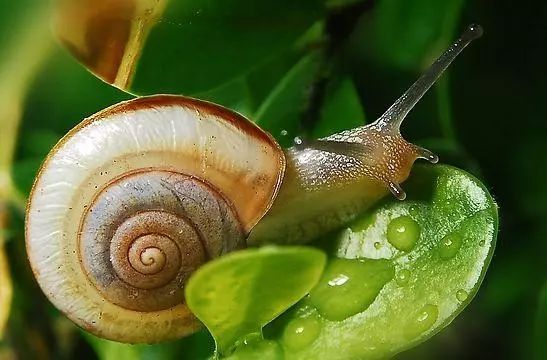 8种农药防治蔬菜害虫的药效试验,蔬菜害虫最佳防治方法