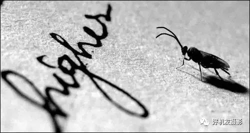 新手必须掌握的7个微距摄影技巧,光影留情谈微距拍摄技巧