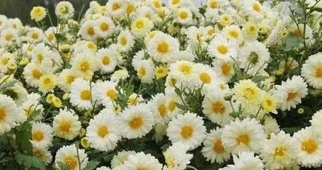 滁菊如何重吐芳华?看地道滁菊的前世今生!