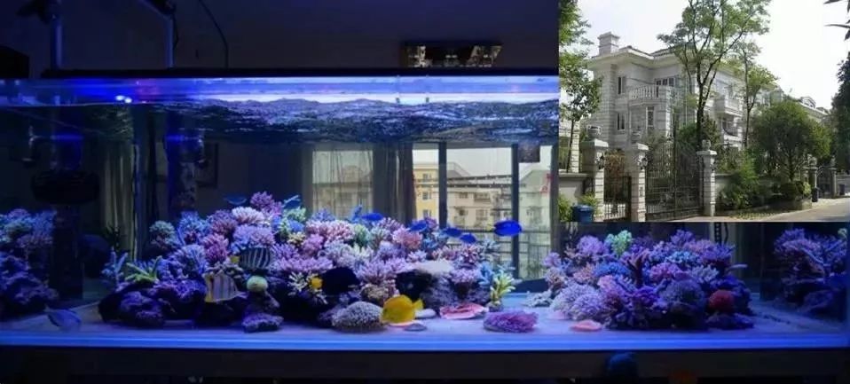 海缸基础知识大全,海缸知识大全图解