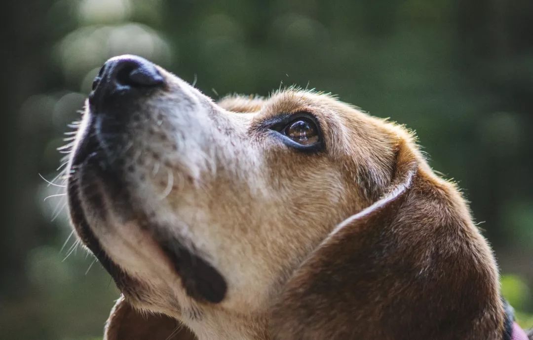 狗眼睛干眼症怎么治,狗得了干眼症怎么办
