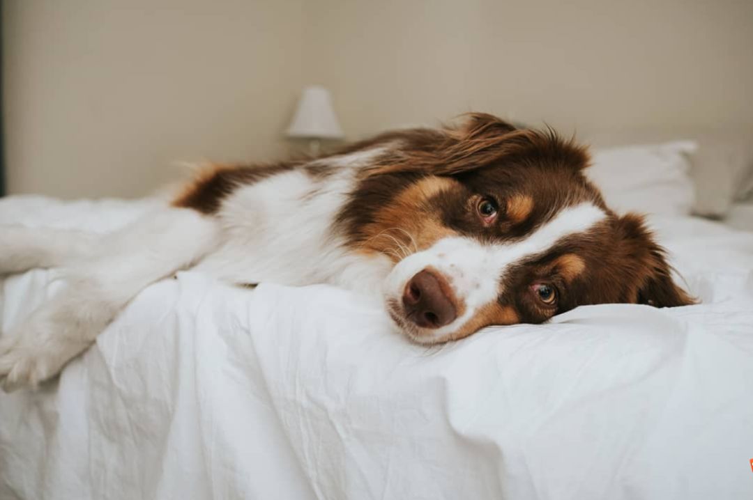 狗眼睛干眼症怎么治,狗得了干眼症怎么办