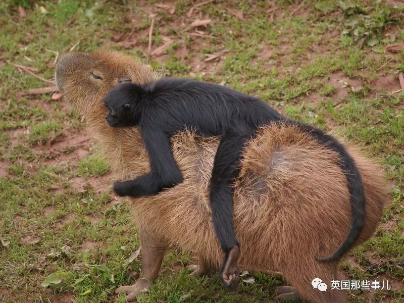 野生大熊猫凶残的一面蜜袋鼯,蜜袋鼯和龙猫哪个寿命比较长