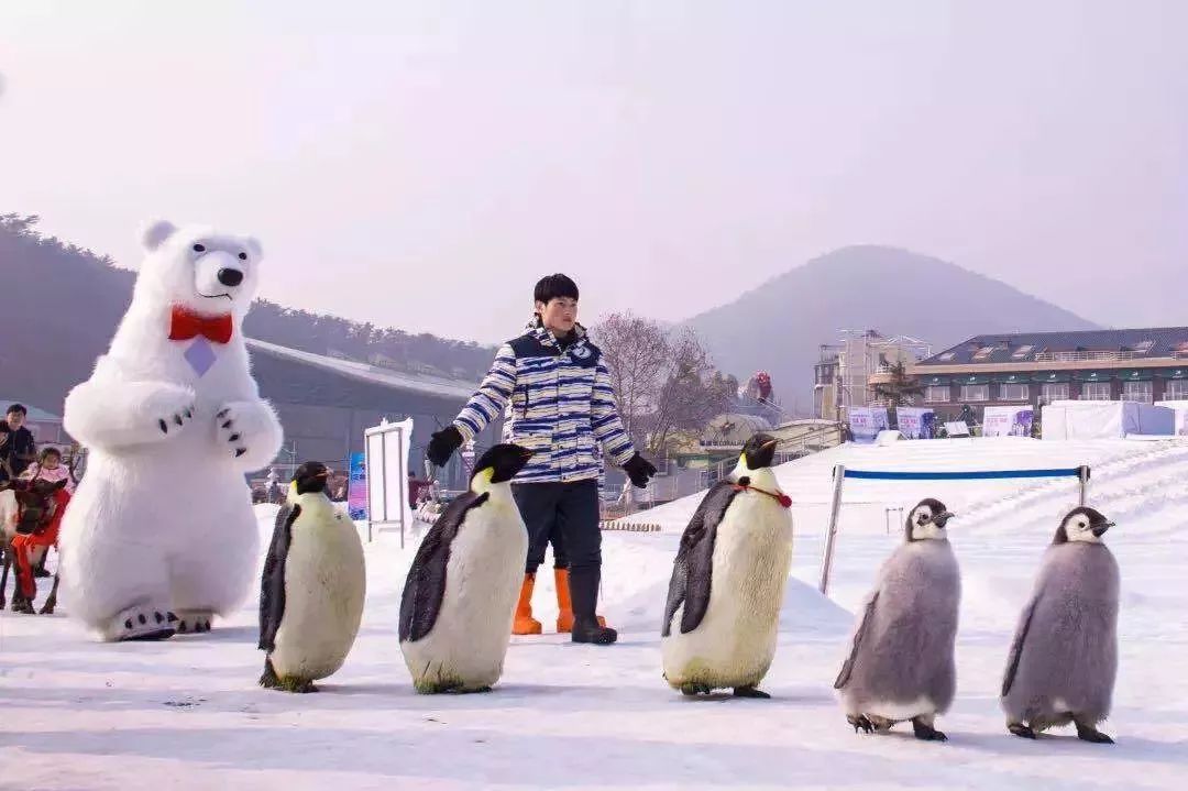 大连春节旅游攻略最值得去的地方,玩遍大连