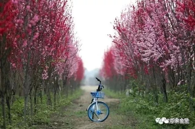 金堂赏花最佳地点时间,金堂赏花之梨花篇