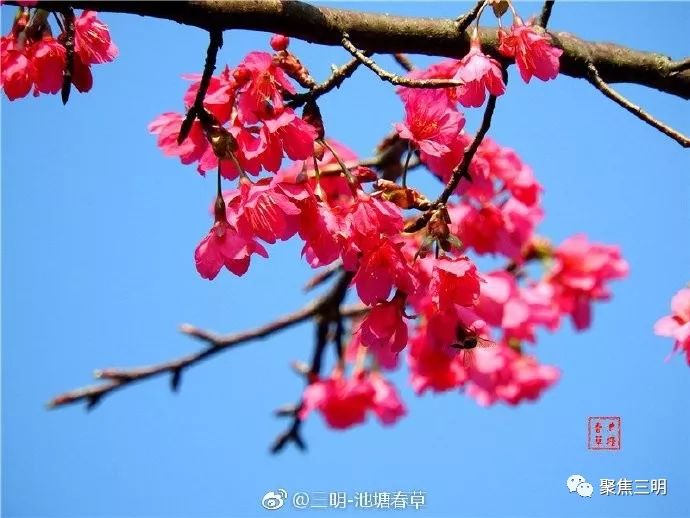 福建三明看樱花的地方,三明樱花在哪里