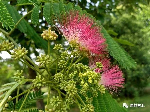 合家欢乐｜*欢合**、珍珠金*欢合**、香水*欢合**