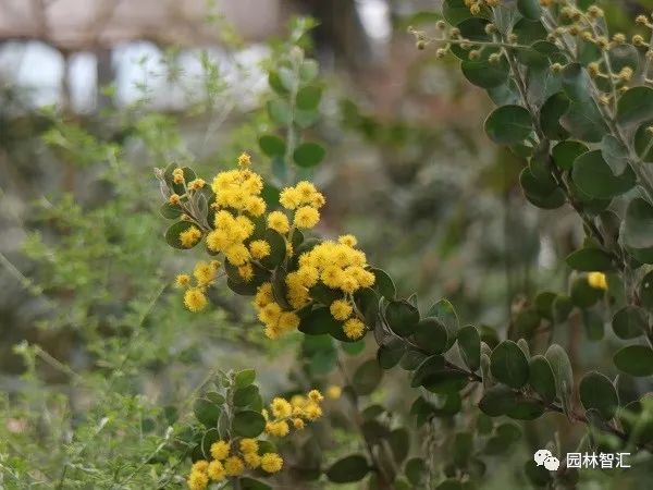 合家欢乐｜*欢合**、珍珠金*欢合**、香水*欢合**