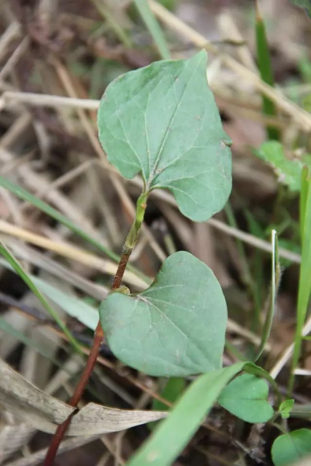 美食|贵阳不光是辣味的,还有一种味道叫折耳根!