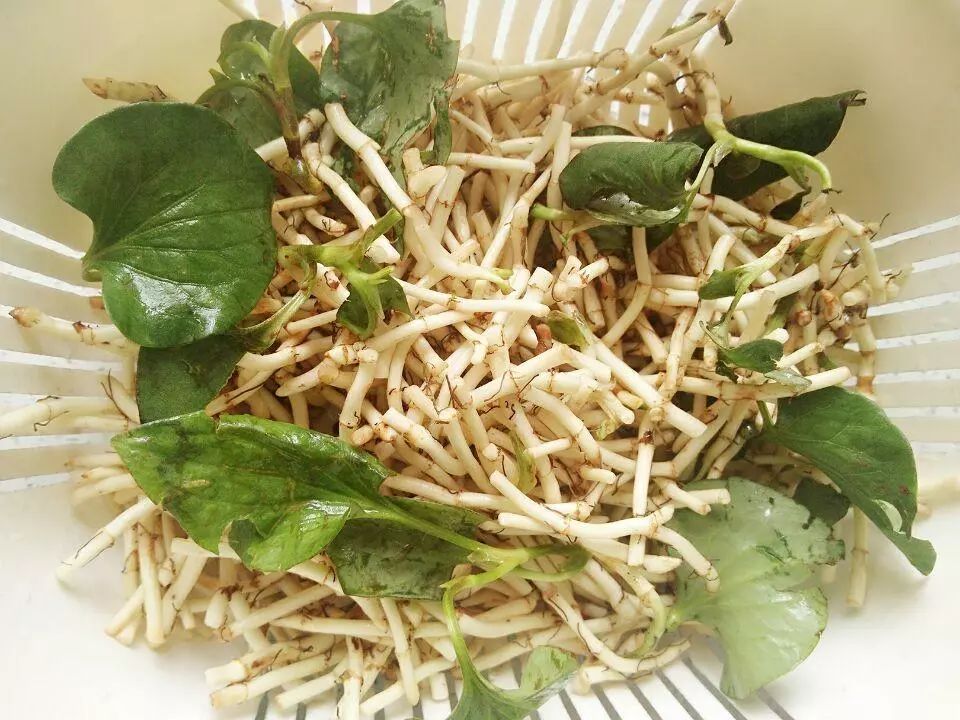 贵阳不光折耳根还有很多美食,贵阳美食里有特色米饭