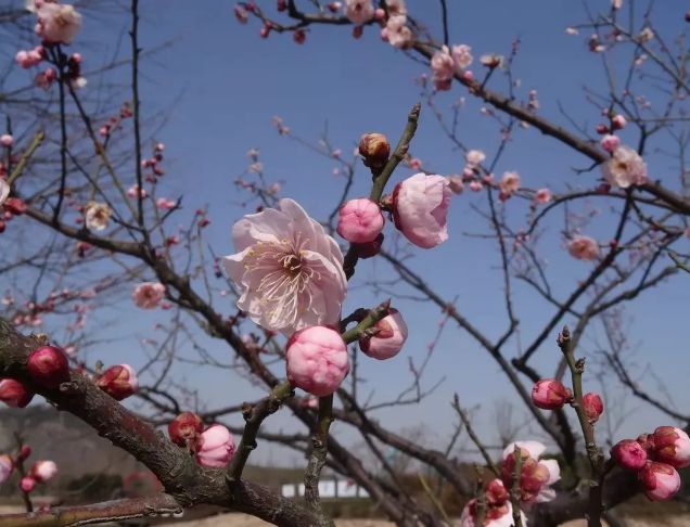 春节假期没嗨够怎么办?又一大波美轮美奂的景点等着你!乘公交直达