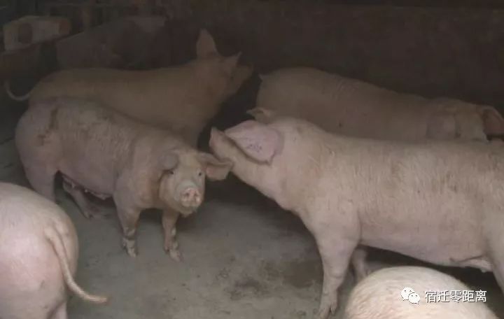 农民杀猪得猪宝价值300万,杀猪取出猪宝价值300万