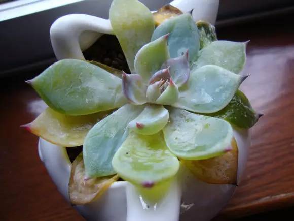 网购来的多肉叶片化水怎么办,施肥会导致多肉叶片化水吗