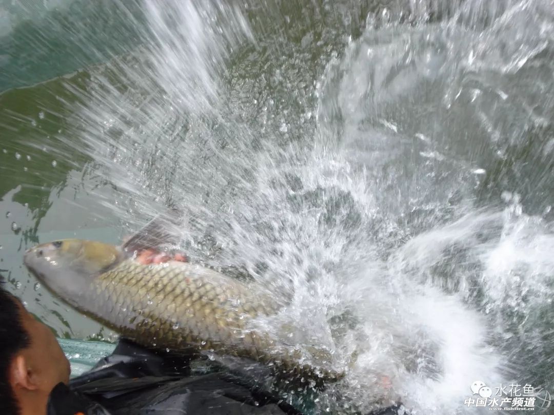 生石灰能治哪几种鱼病,鱼病了不开口怎么办