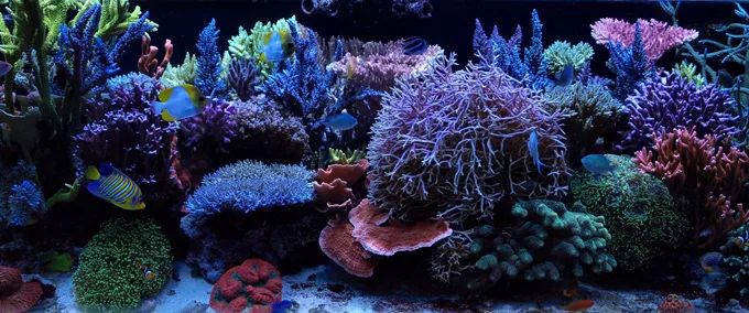 玩SPS，就像炒鸡蛋！