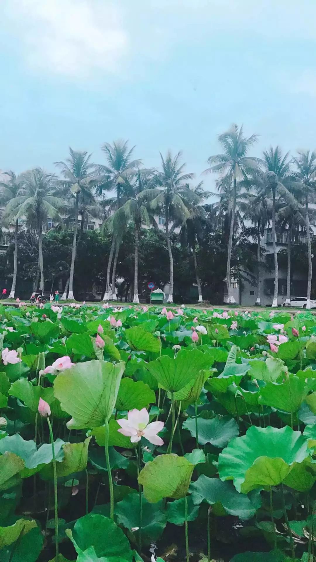 你说的红是什么样的红,你说的红