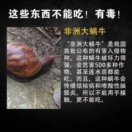 甘蔗里面发红是怎么回事,芯芯发红的甘蔗要全部扔掉吗