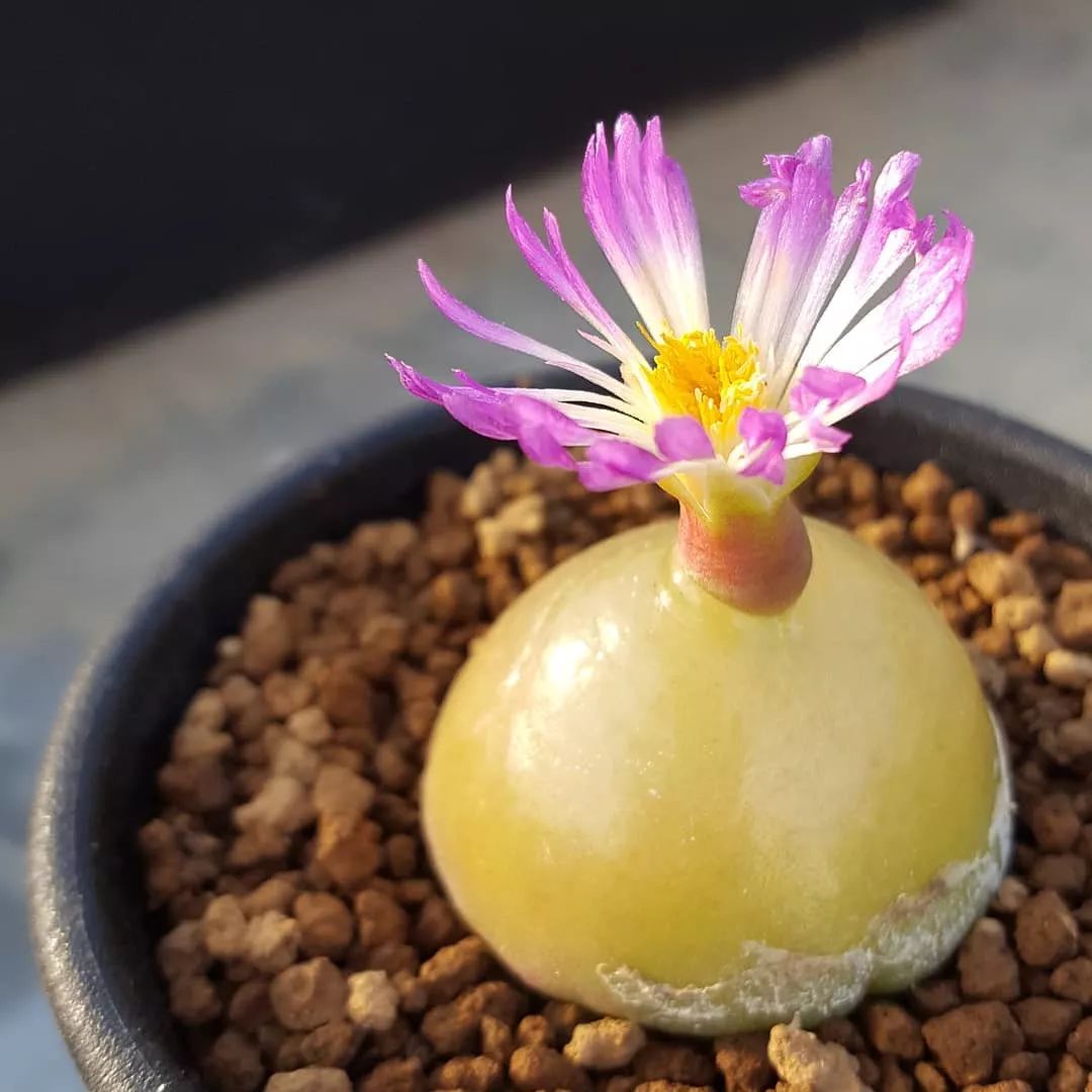 情人节趣味多肉,情人节多肉