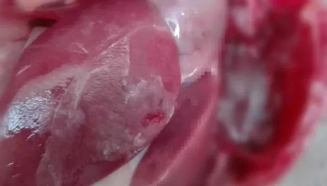 小鹅得浆膜炎能自愈吗,小鹅痛风和小鹅浆膜炎的区别