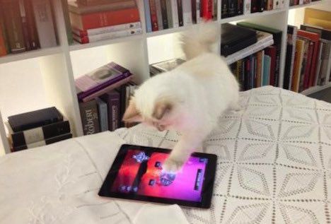 老佛爷的所有家产最后留给了猫 (老佛爷的猫死后谁来继承他的遗产)