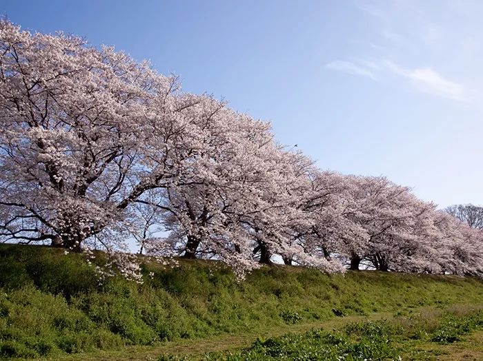 2019年日本樱花季日程表小众赏樱攻略！