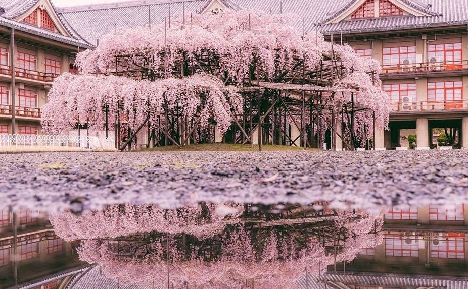 2019年日本樱花季日程表小众赏樱攻略！