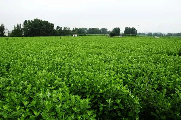 大河新传媒,大河新媒体