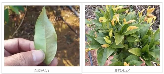 农作物倒春寒的补救措施,倒春寒来了注意防寒保暖