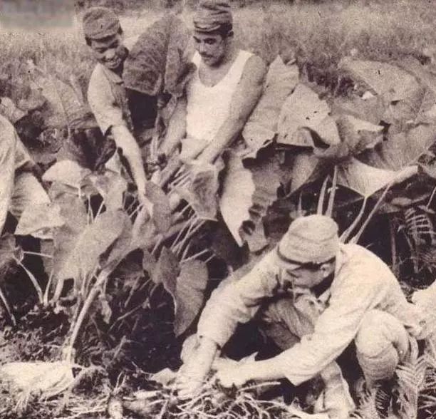 日军为什么爱抢鸡,日本鬼子为什么喜欢吃鸡肉