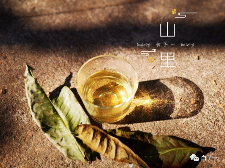 「子一茶课堂」茶里的黄片到底是什么？