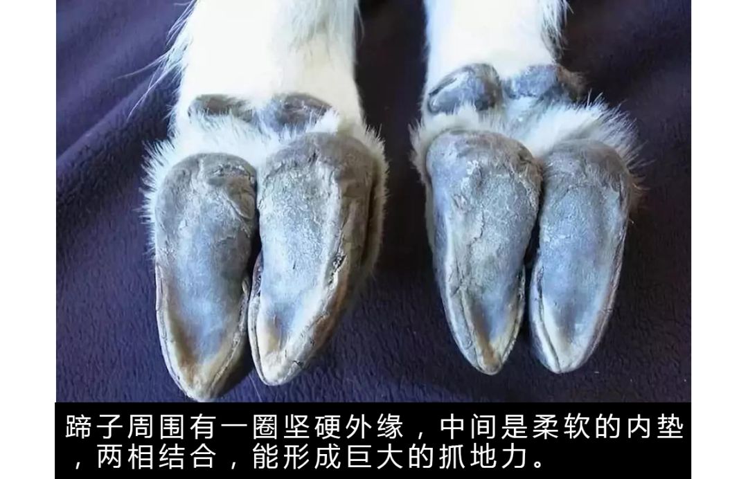 作为内蒙人，山羊这么牛的生物，竟然不了解？