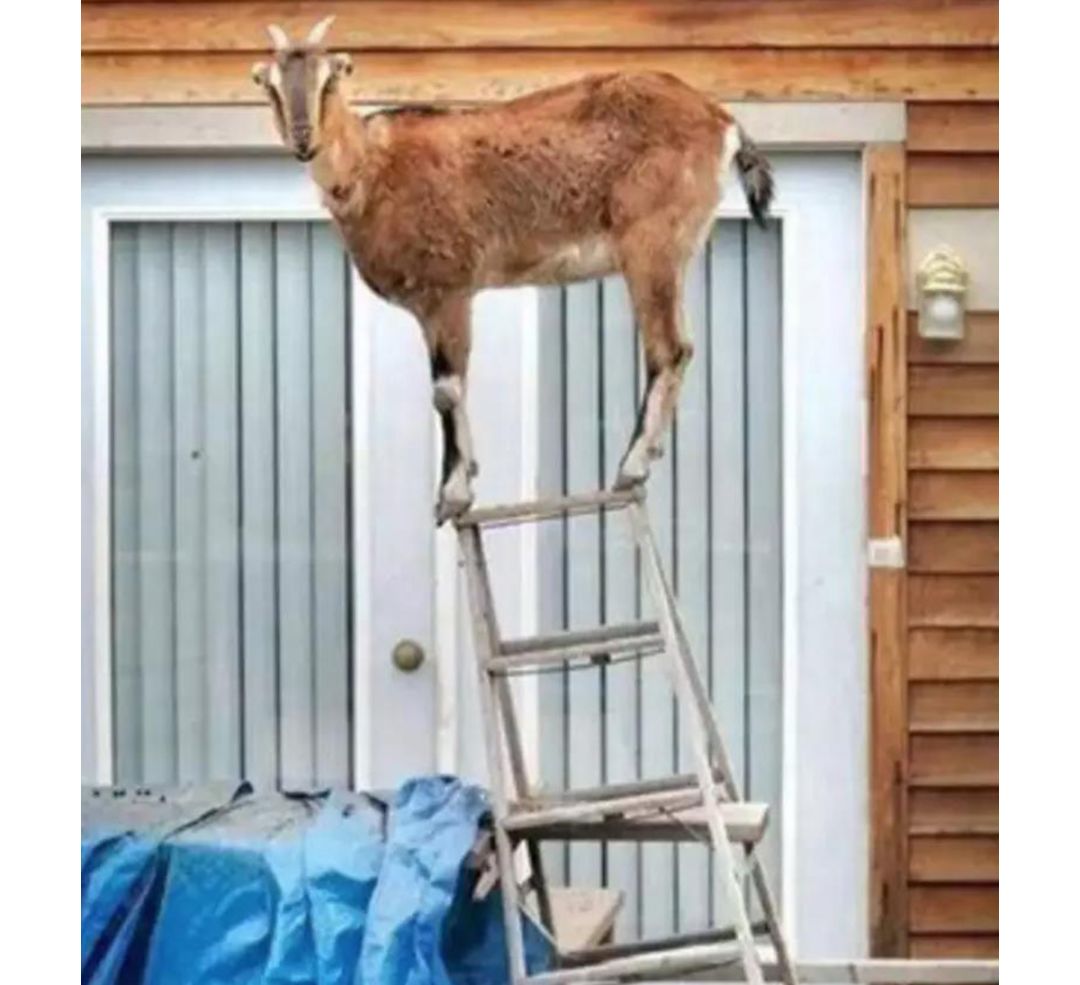 作为内蒙人，山羊这么牛的生物，竟然不了解？