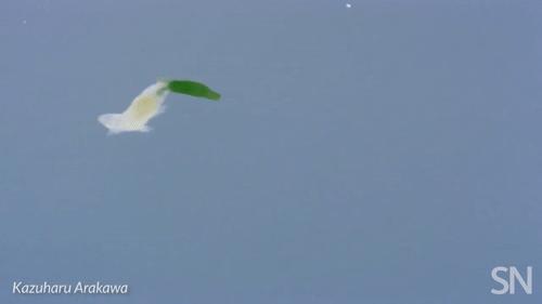 你见过企鹅破壳的瞬间吗,你见过企鹅下蛋吗